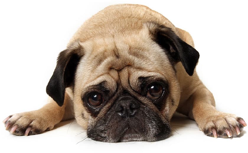 Sad Pug